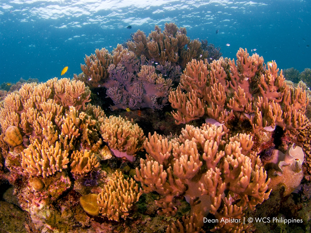 Philippines Declares New MPA in Biodiversity-Rich Siquijor Waters